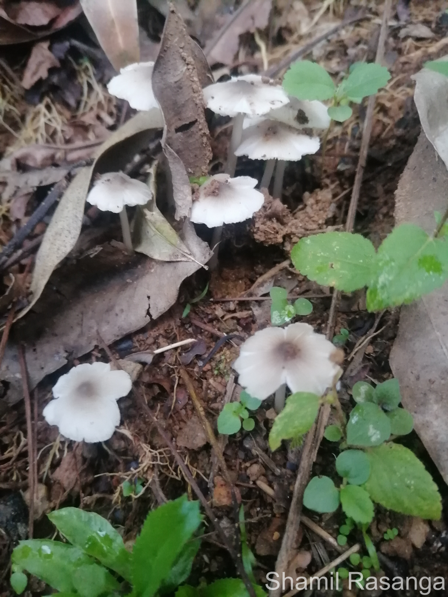 Termitomyces microcarpus (Berk. & Br.) Heim (Heim, 1942)